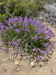 Penstemon fruticosus fruticosus