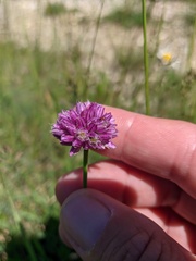 Allium rotundum jajlae