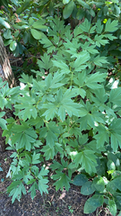 Lamprocapnos spectabilis