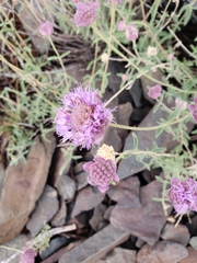 Monardella odoratissima glauca