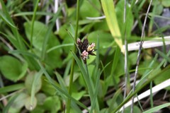 Juncus falcatus