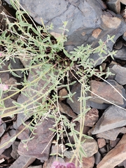 Monardella odoratissima glauca