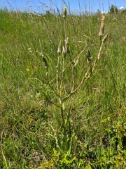 Tragopogon dasyrhynchus