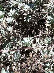 Masticophis flagellum piceus