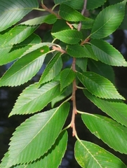 Ulmus