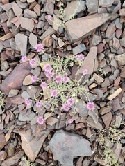 Monardella odoratissima glauca