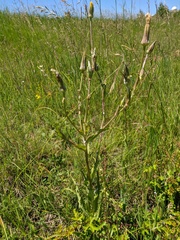 Tragopogon dasyrhynchus