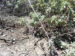 Masticophis flagellum piceus