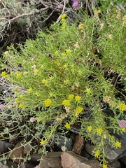 Chrysothamnus viscidiflorus viscidiflorus