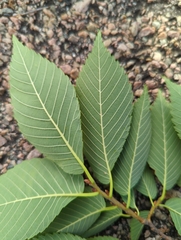 Ulmus