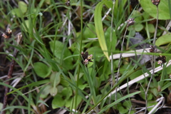 Juncus falcatus
