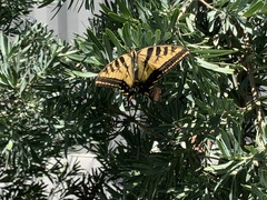 Papilio rutulus