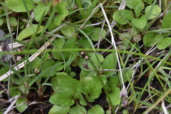 Juncus falcatus
