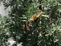 Papilio rutulus