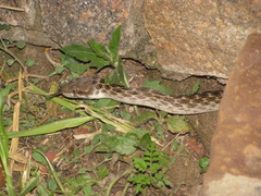 Madagascarophis colubrinus