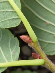 Ulmus