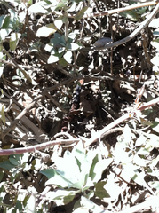 Masticophis flagellum piceus