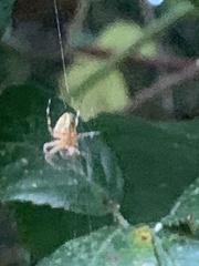 Araneus marmoreus