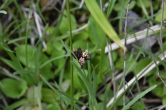 Juncus falcatus