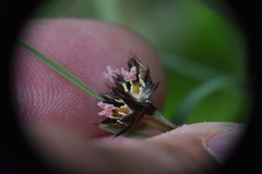 Juncus falcatus
