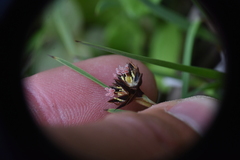 Juncus falcatus