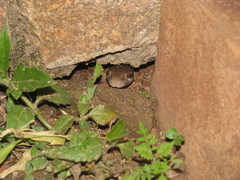 Madagascarophis colubrinus