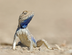 Trapelus sanguinolentus