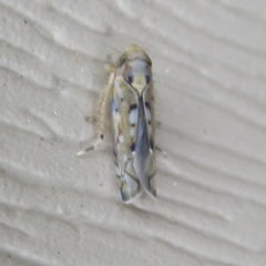 Scaphoideus opalinus