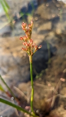 Juncus militaris