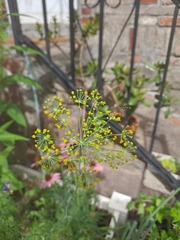 Syritta pipiens