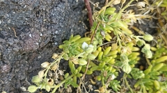 Spergularia azorica