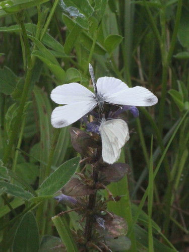Wood White