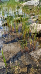 Juncus militaris