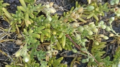 Spergularia azorica