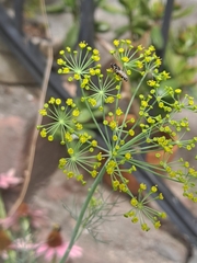 Syritta pipiens