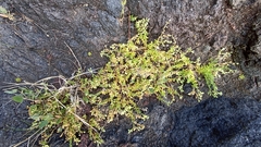 Spergularia azorica