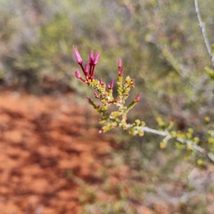 Calytrix longiflora