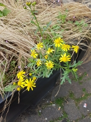 Senecio squalidus