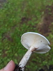 Melanoleuca verrucipes