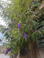 Buddleja davidii
