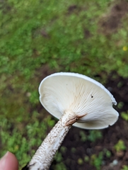 Melanoleuca verrucipes