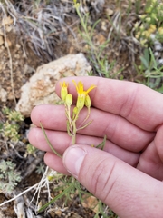 Senecio spartioides granularis