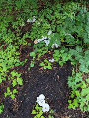 Melanoleuca verrucipes