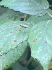 Chrysopilus asiliformis