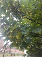 Acer pseudoplatanus