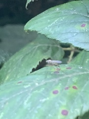 Chrysopilus asiliformis