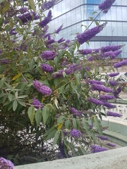 Buddleja davidii