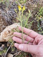 Senecio spartioides granularis