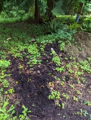 Melanoleuca verrucipes