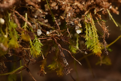 Takakia ceratophylla